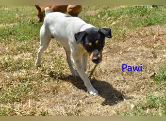 Pawi geb. 01/2022 (ESP) - verschmuster und fröhlicher Hundekumpel!