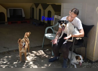 Pawi geb. 01/2022 (ESP) - verschmuster und fröhlicher Hundekumpel!