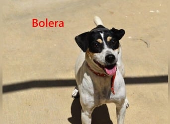 Bolera geb. 02/2018 (ESP) - unkomplizierte und verschmuste Hundedame hat endlich Glück verdient!