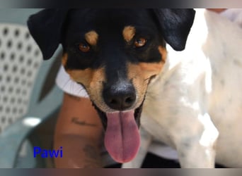 Pawi geb. 01/2022 (ESP) - verschmuster und fröhlicher Hundekumpel!