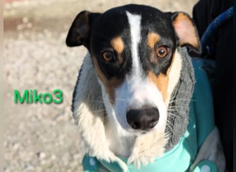 Miko3 geb. 04/2025 (ESP) - fröhlicher, verträglicher und neugieriger Bodeguero Welpe!