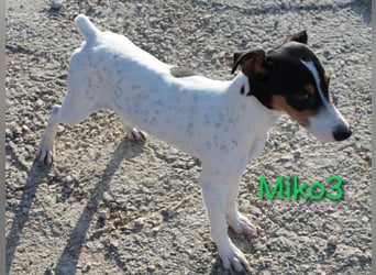 Miko3 geb. 04/2025 (ESP) - fröhlicher, verträglicher und neugieriger Bodeguero Welpe!