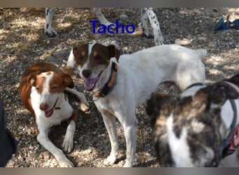 Tacho geb. 06/2024 (ESP) - verträglicher Hundebub sucht seinen Wirkungskreis!