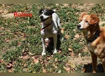 Bolera geb. 02/2018 (ESP) - unkomplizierte und verschmuste Hundedame hat endlich Glück verdient!