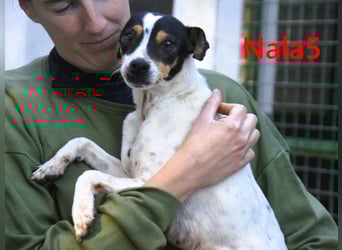 Nala5 geb. 04/2024 (ESP) - liebevolle, kleine Bodeguero Ratonero Andaluz Hündin!