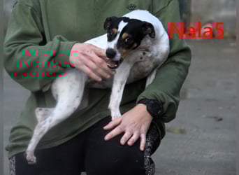 Nala5 geb. 04/2024 (ESP) - liebevolle, kleine Bodeguero Ratonero Andaluz Hündin!