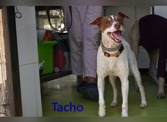 Tacho geb. 06/2024 (ESP) - verträglicher Hundebub sucht seinen Wirkungskreis!