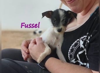 Fussel geb. 07/2026 (ESP) - liebevolles Hundemächen sucht ihre Menschen!