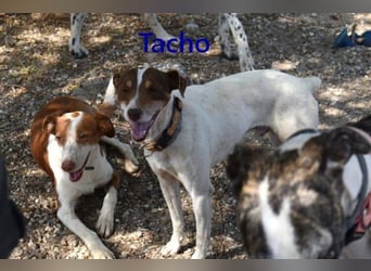 Tacho geb. 06/2024 (ESP) - verträglicher Hundebub sucht seinen Wirkungskreis!