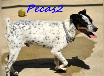 Pecas2 geb. 09/2020 (ESP) - sehr lieber, kleiner Bodeguero sucht das Glück!