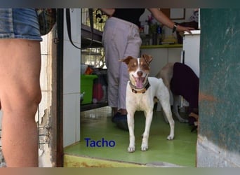 Tacho geb. 06/2024 (ESP) - verträglicher Hundebub sucht seinen Wirkungskreis!