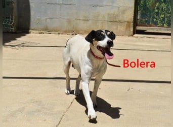Bolera geb. 02/2018 (ESP) - unkomplizierte und verschmuste Hundedame hat endlich Glück verdient!