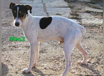 Miko3 geb. 04/2025 (ESP) - fröhlicher, verträglicher und neugieriger Bodeguero Welpe!