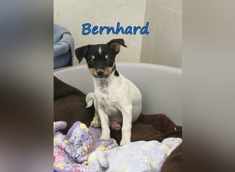Bernhard geb. 07/2026 (ESP) - furchtloser, kleiner Charmeur sucht seine Menschen!