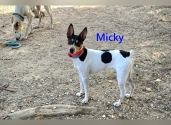 Micky geb. 01/2025 (ESP) - freundlicher, hübscher Hundejunge!