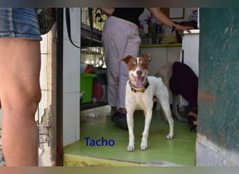 Tacho geb. 06/2024 (ESP) - verträglicher Hundebub sucht seinen Wirkungskreis!