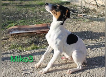 Miko3 geb. 04/2025 (ESP) - fröhlicher, verträglicher und neugieriger Bodeguero Welpe!