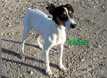 Miko3 geb. 04/2025 (ESP) - fröhlicher, verträglicher und neugieriger Bodeguero Welpe!