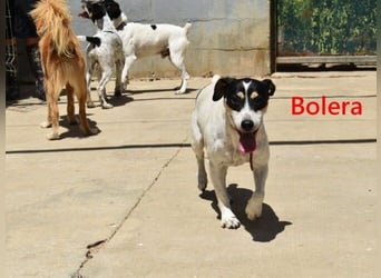 Bolera geb. 02/2018 (ESP) - unkomplizierte und verschmuste Hundedame hat endlich Glück verdient!