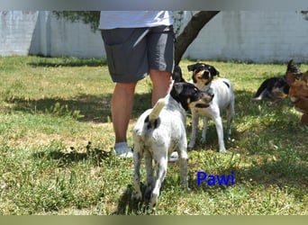 Pawi geb. 01/2022 (ESP) - verschmuster und fröhlicher Hundekumpel!