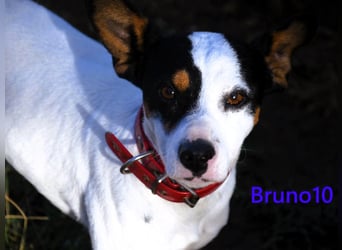 Bruno10 geb. 02/2025 (ESP) - verschmuster und menschenbezogener Bodeguero Ratonero Andaluz Welpe!