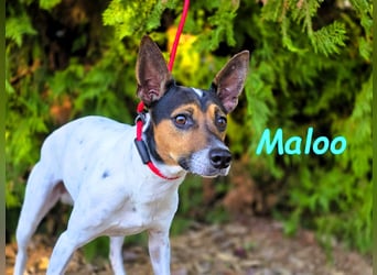 Maloo geb. 11/2022 (ESP) - kleiner Ratonero Bodeguero Andaluz!