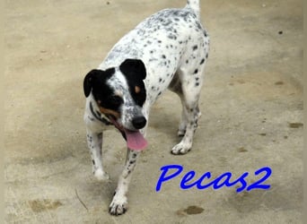 Pecas2 geb. 09/2020 (ESP) - sehr lieber, kleiner Bodeguero sucht das Glück!