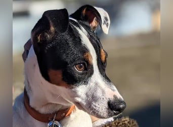 Jimmy geb. 09/2025 (ESP) - neugieriger und sportlicher Ratonero Bodeguero Andaluz Welpe!