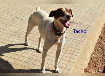 Tacho geb. 06/2024 (ESP) - verträglicher Hundebub sucht seinen Wirkungskreis!