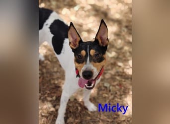 Micky geb. 01/2025 (ESP) - freundlicher, hübscher Hundejunge!