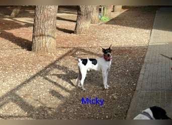 Micky geb. 01/2025 (ESP) - freundlicher, hübscher Hundejunge!