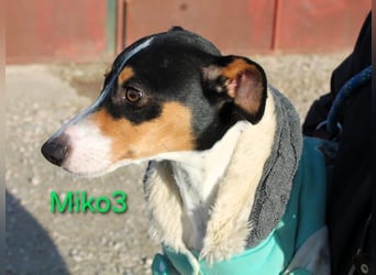 Miko3 geb. 04/2025 (ESP) - fröhlicher, verträglicher und neugieriger Bodeguero Welpe!