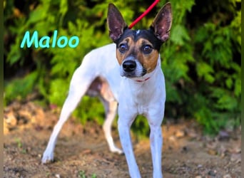 Maloo geb. 11/2022 (ESP) - kleiner Ratonero Bodeguero Andaluz!