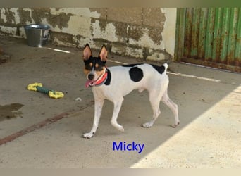 Micky geb. 01/2025 (ESP) - freundlicher, hübscher Hundejunge!