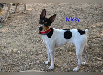 Micky geb. 01/2025 (ESP) - freundlicher, hübscher Hundejunge!
