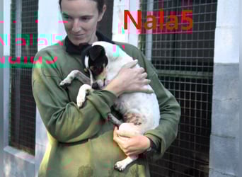 Nala5 geb. 04/2024 (ESP) - liebevolle, kleine Bodeguero Ratonero Andaluz Hündin!