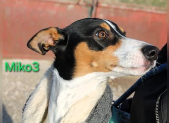 Miko3 geb. 04/2025 (ESP) - fröhlicher, verträglicher und neugieriger Bodeguero Welpe!