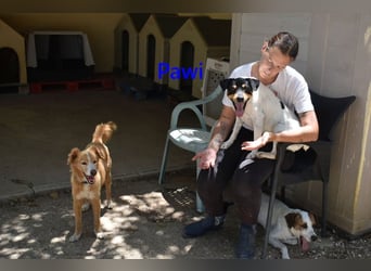 Pawi geb. 01/2022 (ESP) - verschmuster und fröhlicher Hundekumpel!
