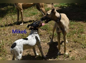 Mike6 geb. 01/2026 (ESP) - offener und sozialer Welpe sucht seine Familie!