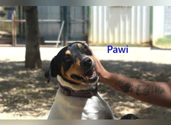 Pawi geb. 01/2022 (ESP) - verschmuster und fröhlicher Hundekumpel!