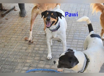 Pawi geb. 01/2022 (ESP) - verschmuster und fröhlicher Hundekumpel!
