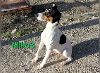 Miko3 geb. 04/2025 (ESP) - fröhlicher, verträglicher und neugieriger Bodeguero Welpe!