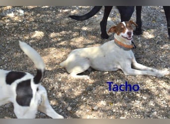 Tacho geb. 06/2024 (ESP) - verträglicher Hundebub sucht seinen Wirkungskreis!