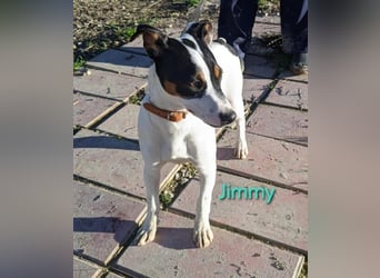 Jimmy geb. 09/2025 (ESP) - neugieriger und sportlicher Ratonero Bodeguero Andaluz Welpe!