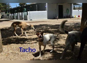 Tacho geb. 06/2024 (ESP) - verträglicher Hundebub sucht seinen Wirkungskreis!