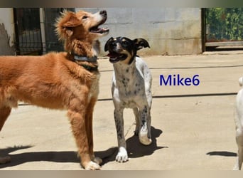 Mike6 geb. 01/2026 (ESP) - offener und sozialer Welpe sucht seine Familie!