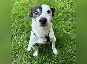 WINSTON ein Opi sucht seine Menschen