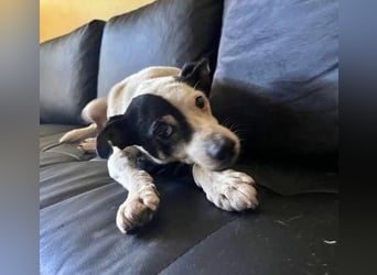 WINSTON ein Opi sucht seine Menschen