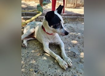 WINSTON ein Opi sucht seine Menschen