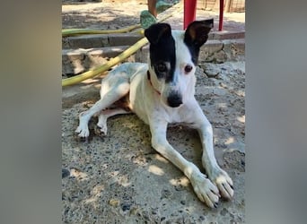 WINSTON ein Opi sucht seine Menschen